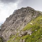 Obere Schafwanne | Jubiläumsweg | Allgäuer Alpen