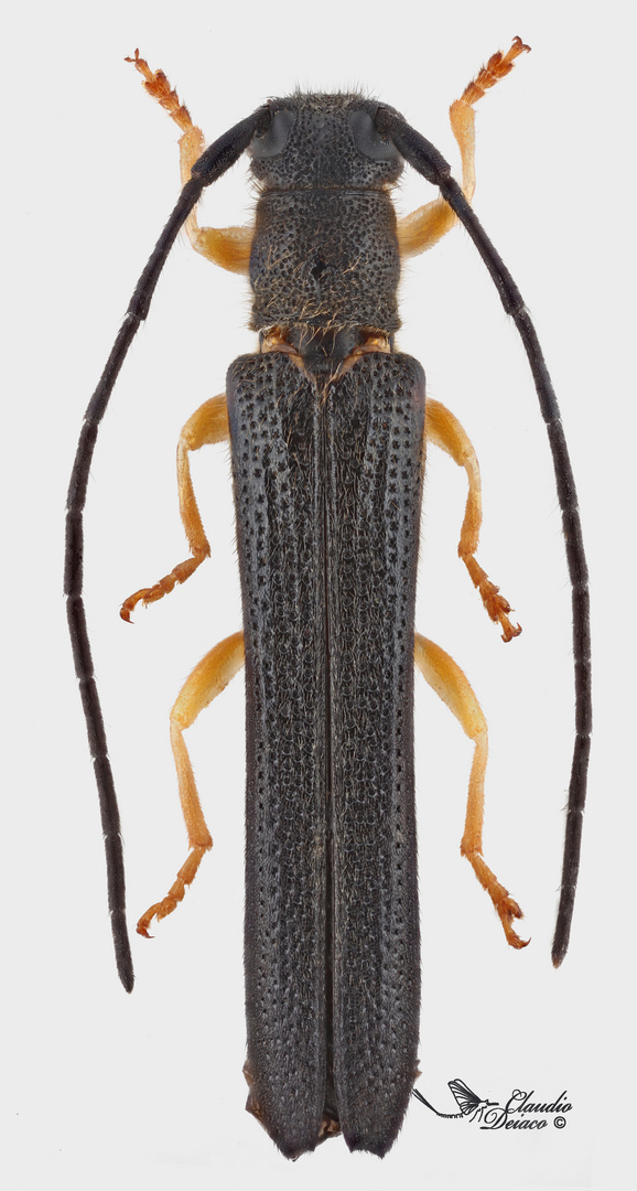 Oberea (Oberea) linearis (Linnaeus, 1760)