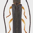 Oberea (Oberea) linearis (Linnaeus, 1760)