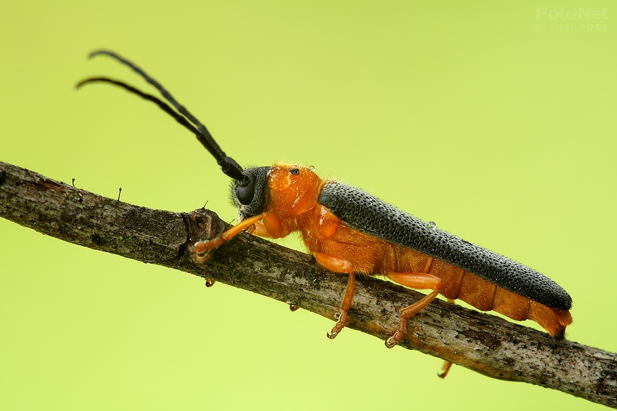 Oberea oculata - fuzac dvojbodkovy