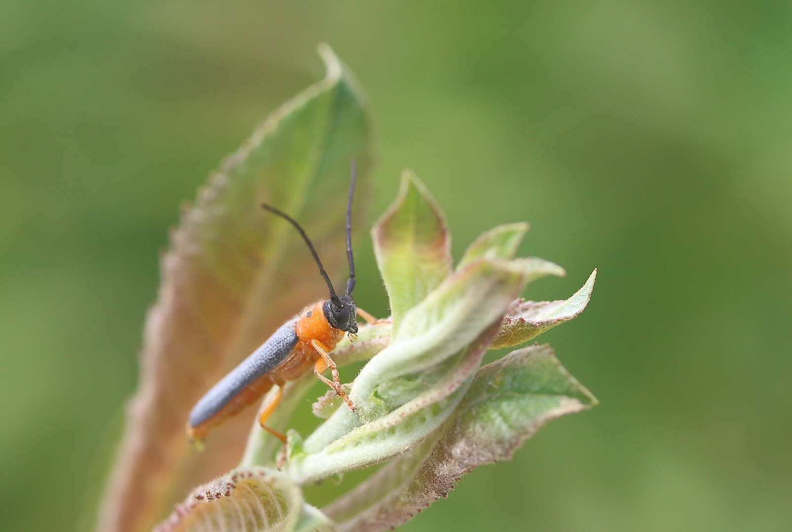 Oberea oculata oder Oberea pupillata?