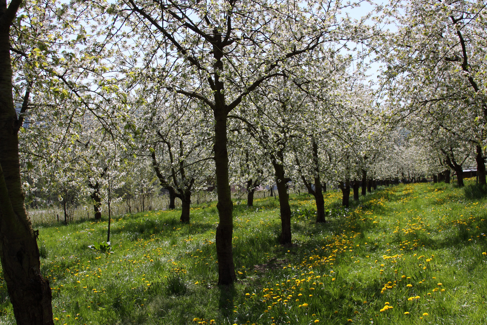 Obereggenen - Kirschblüte, Eggener Tal - Schallsingen