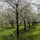 Obereggenen - Kirschblüte, Eggener Tal - Schallsingen