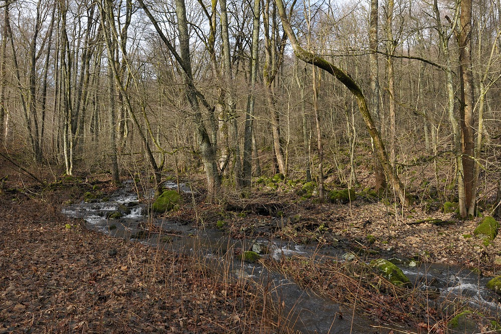 Oberelsbacher Graben: Bachrauschen ohne Schnee 02