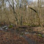 Oberelsbacher Graben: Bachrauschen ohne Schnee 02