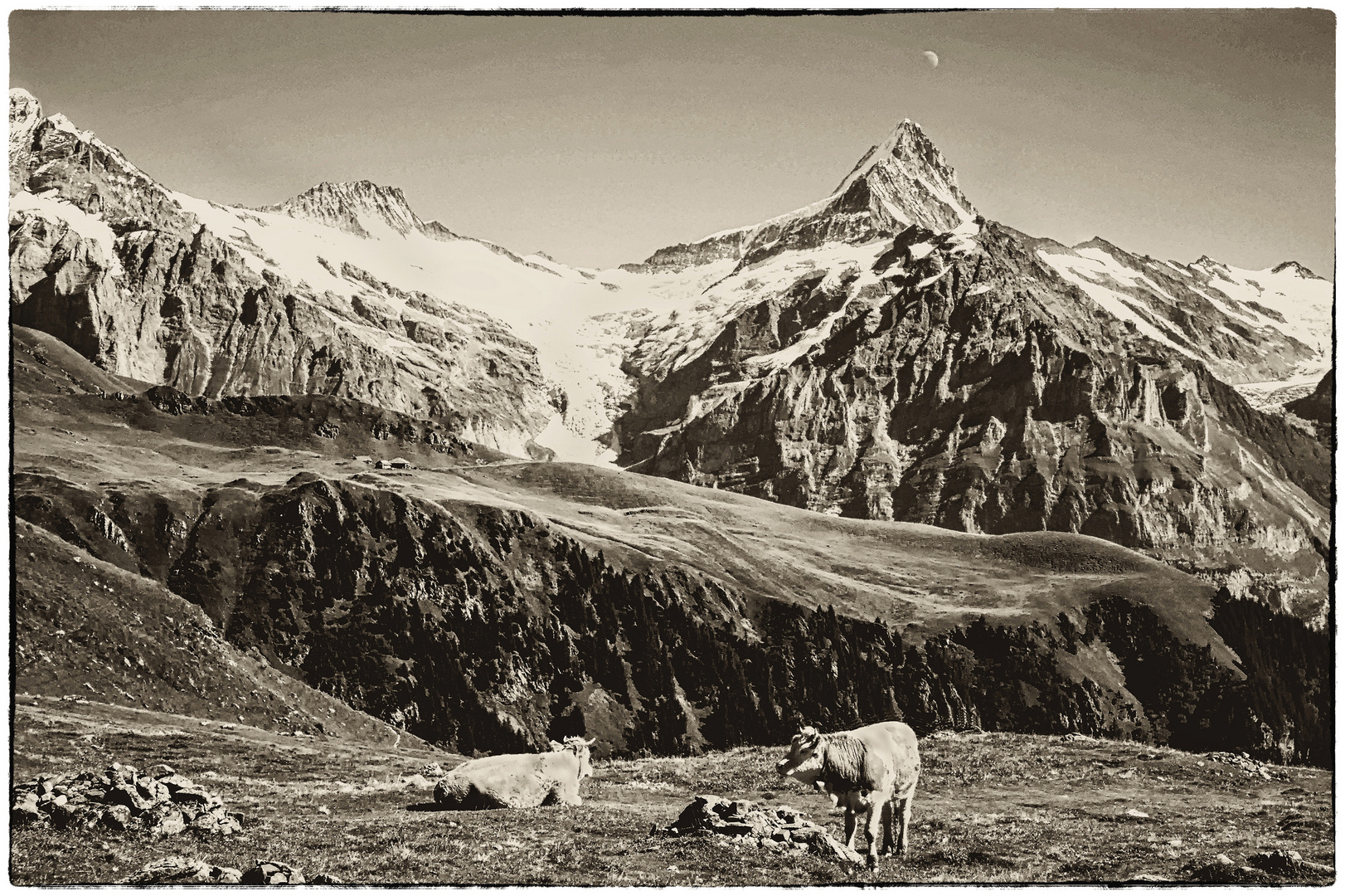 Oberer Grindelwaldgletscher