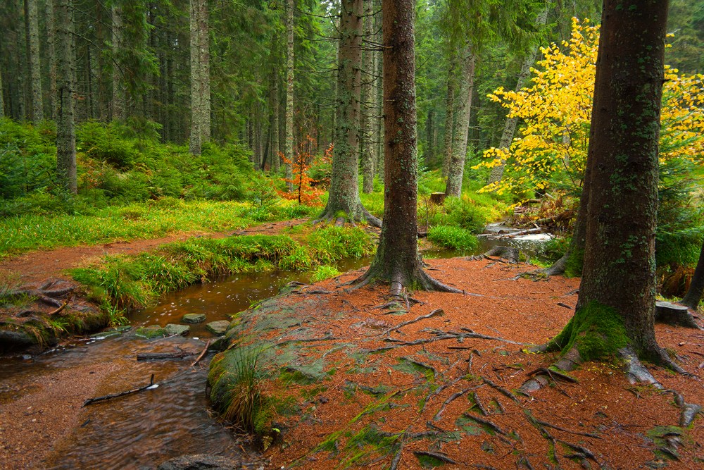 Oberer Schwarzenbach im Schwarzen Wald