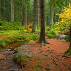 Oberer Schwarzenbach im Schwarzen Wald