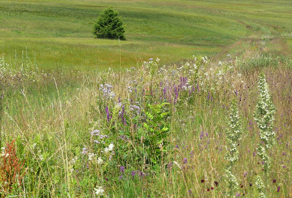 Oberes Hochmoor