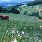 Oberes Hüttental- klein Schottland in Wittgenstein