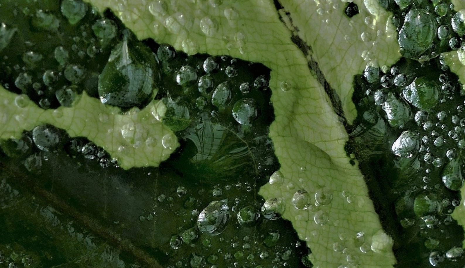 Oberflächenlandschaft eines regennassen Blattes (2)