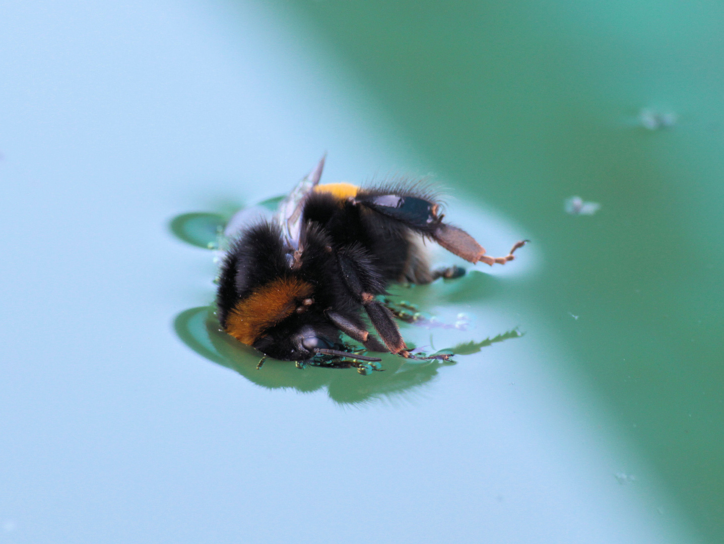 Wie nutzen insekten die oberflaechenspannung