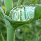 Oberflächenspannung im Blattansatz einer Rapspflanze