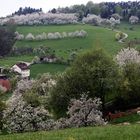 Oberfranken, Frühling, Kirschblüte