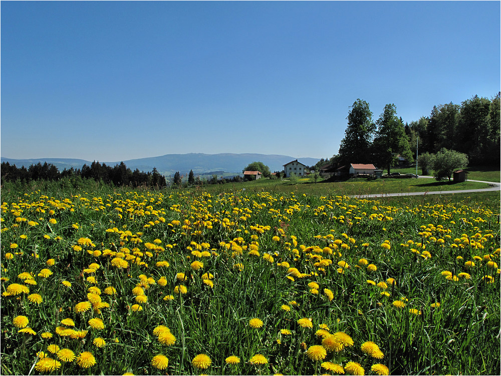 Oberfrauenwald