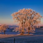 Obergischer kalter Morgen