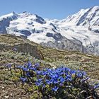 Oberhalb der 3000er Marke der herrliche Enzian vor der Nummer 3 der Alpen...