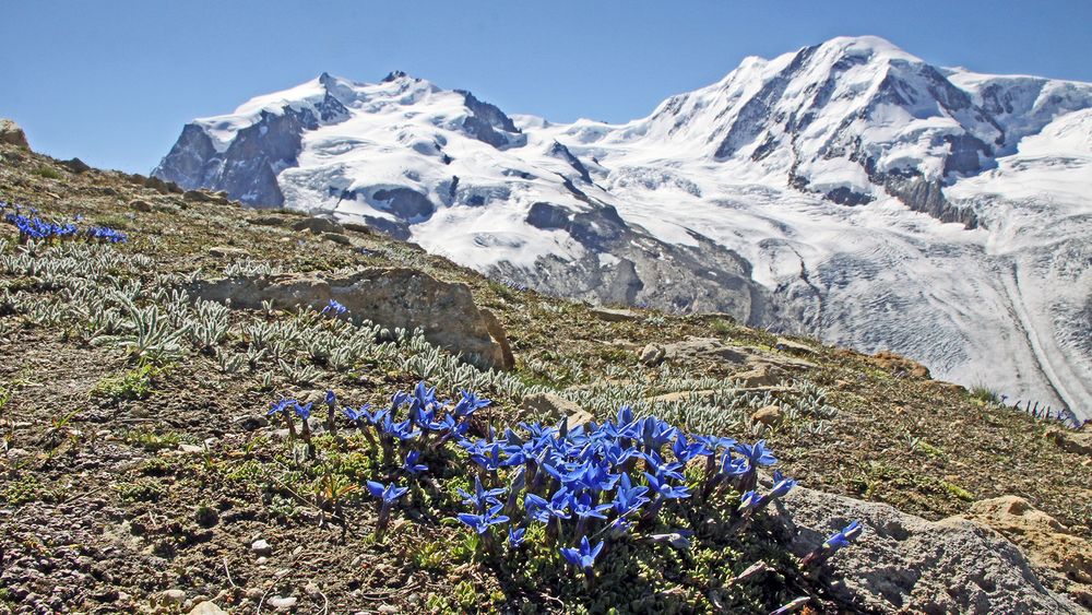 Oberhalb der 3000er Marke der herrliche Enzian vor der Nummer 3 der Alpen...