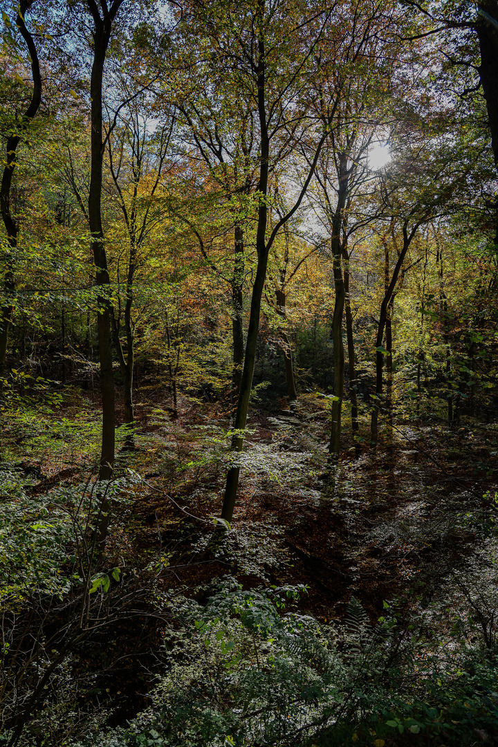 Oberhalb der Klamm...