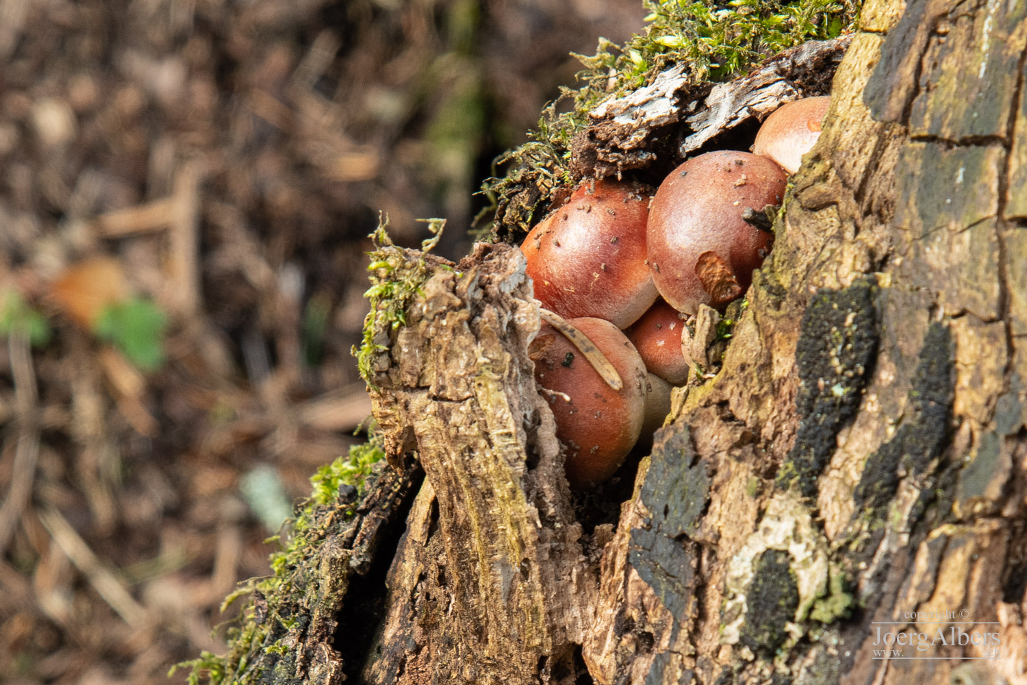 oberhalb Kriens: Pilze in Baumstamm