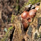 oberhalb Kriens: Pilze in Baumstamm