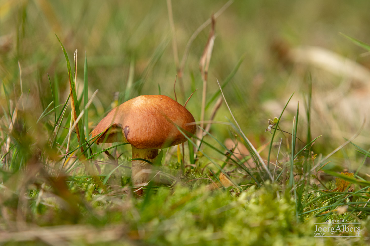 Oberhalb Kriens Richtung Krienseregg: Pilz