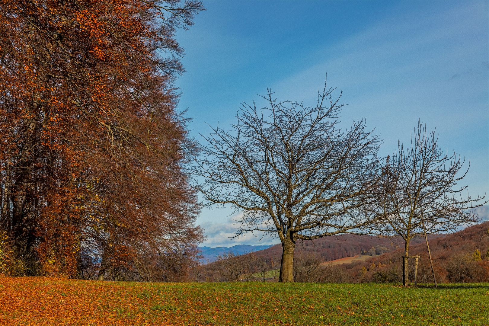 Oberhalb von Bettingen, CH - 2