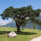 Oberhalb von Mittenwald / Bayern