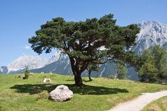 Oberhalb von Mittenwald / Bayern