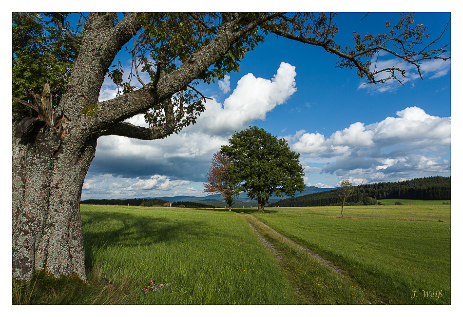 Oberhalb von Oberbiederbach