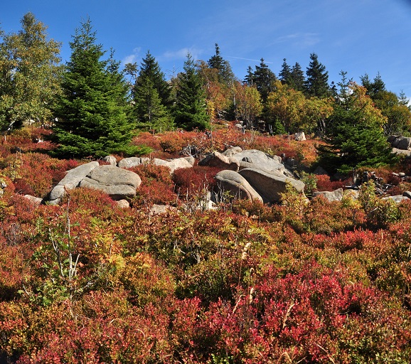 Oberharzer Klippenweg