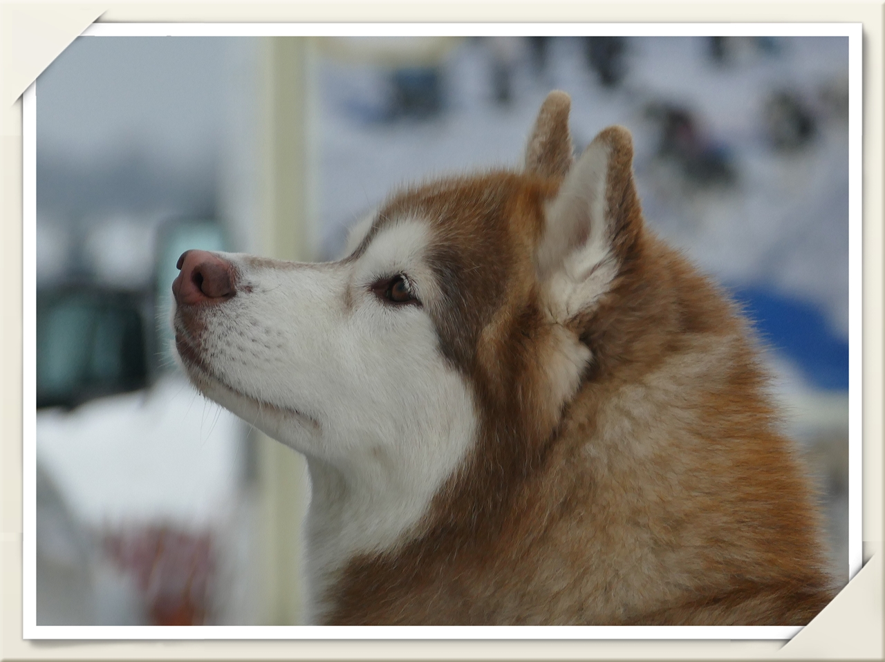 Oberharzer Schlittenhunde Adventure 2017