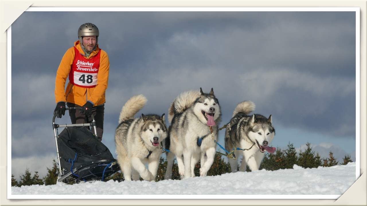 Oberharzer Schlittenhunde Adventure 2017