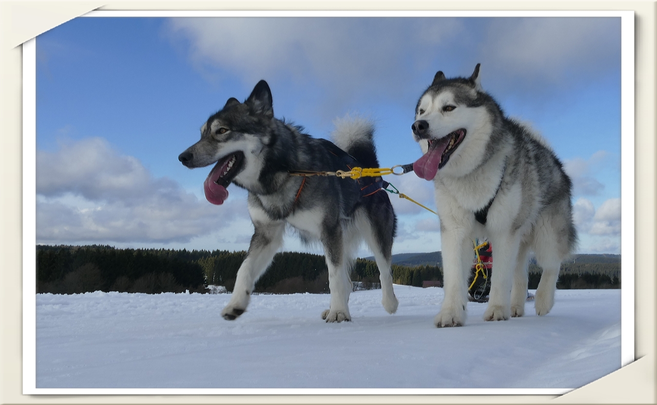 Oberharzer Schlittenhunde Adventure 2017