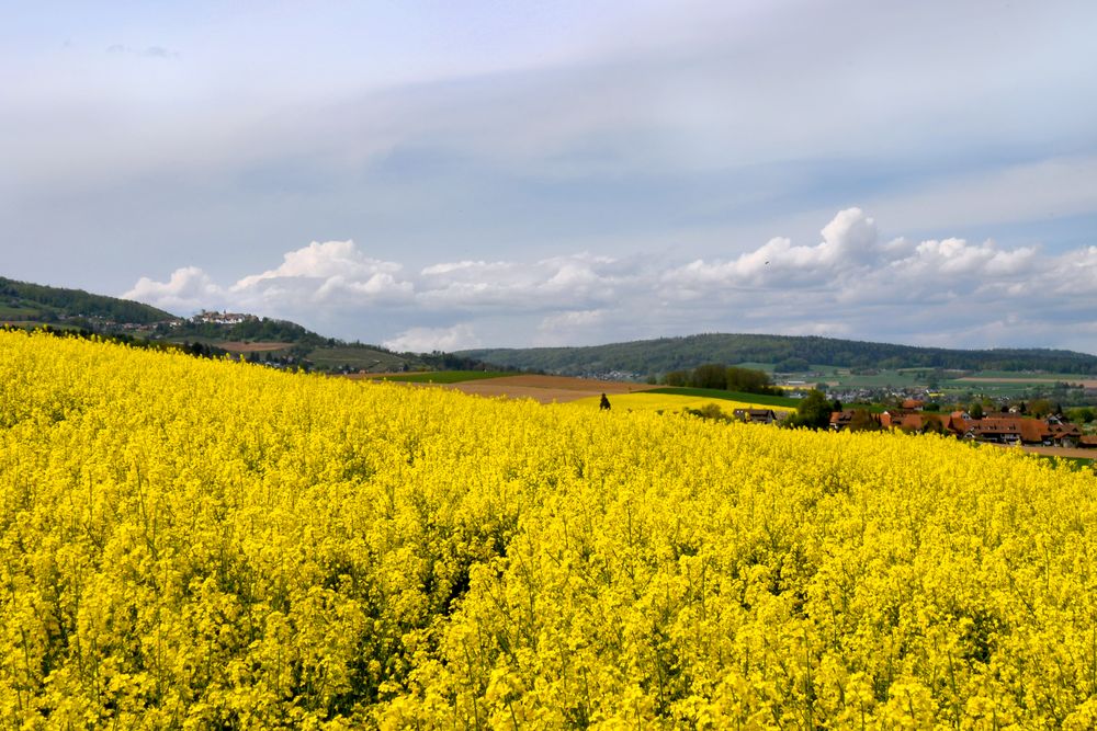 Oberhasli-Raps