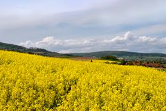 Oberhasli-Raps