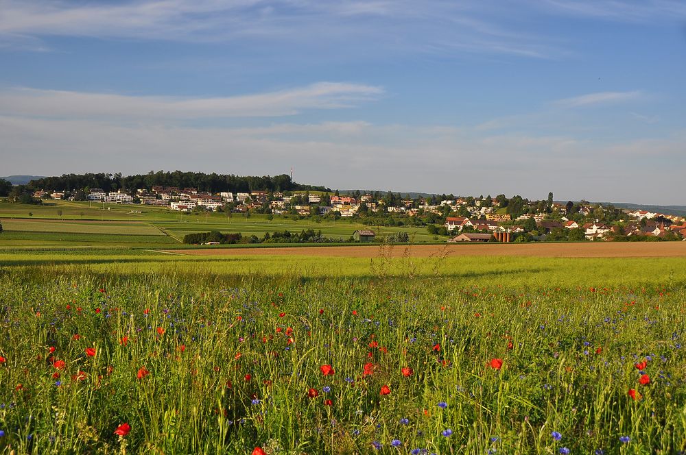 Oberhasli sommer