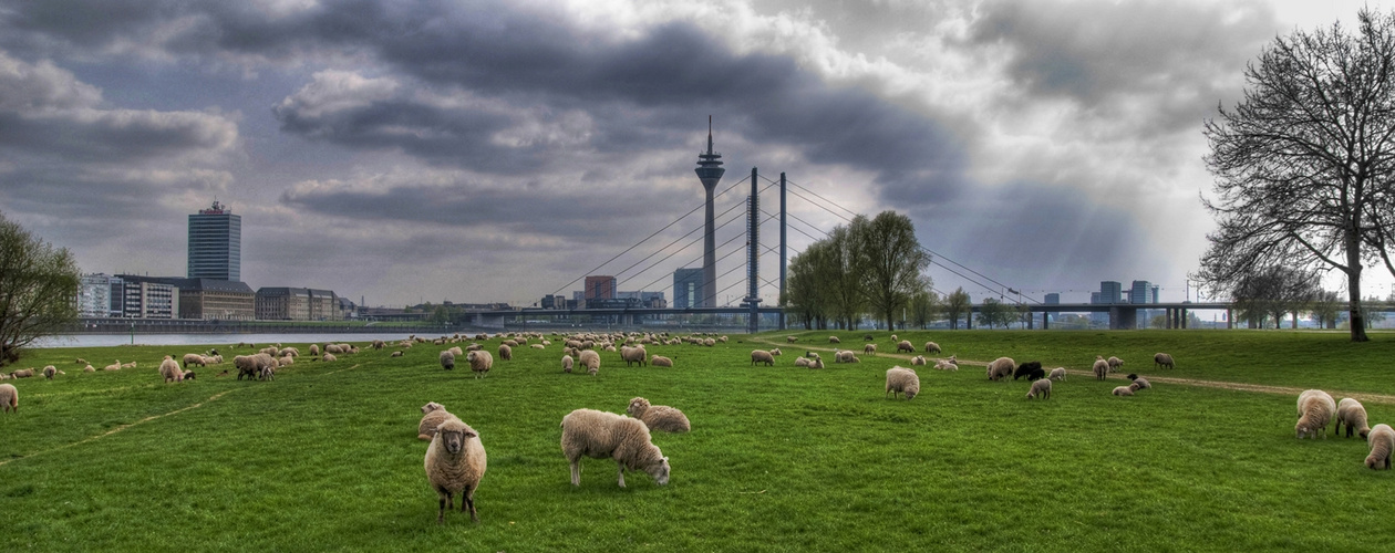 Oberkasseler Rheinwiese