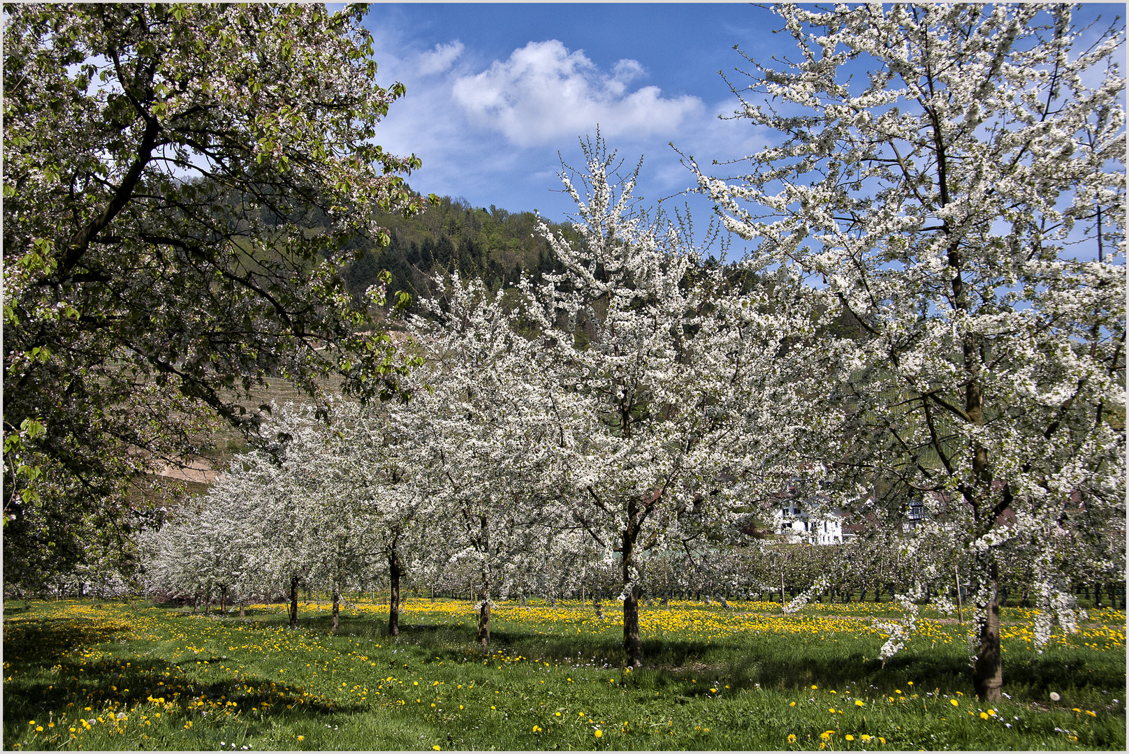 Oberkirch-Blüten zauber.