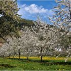 Oberkirch-Blüten zauber.