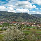 Oberkircher Frühling