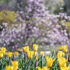 Oberlaa Park Wien (Takumar58)