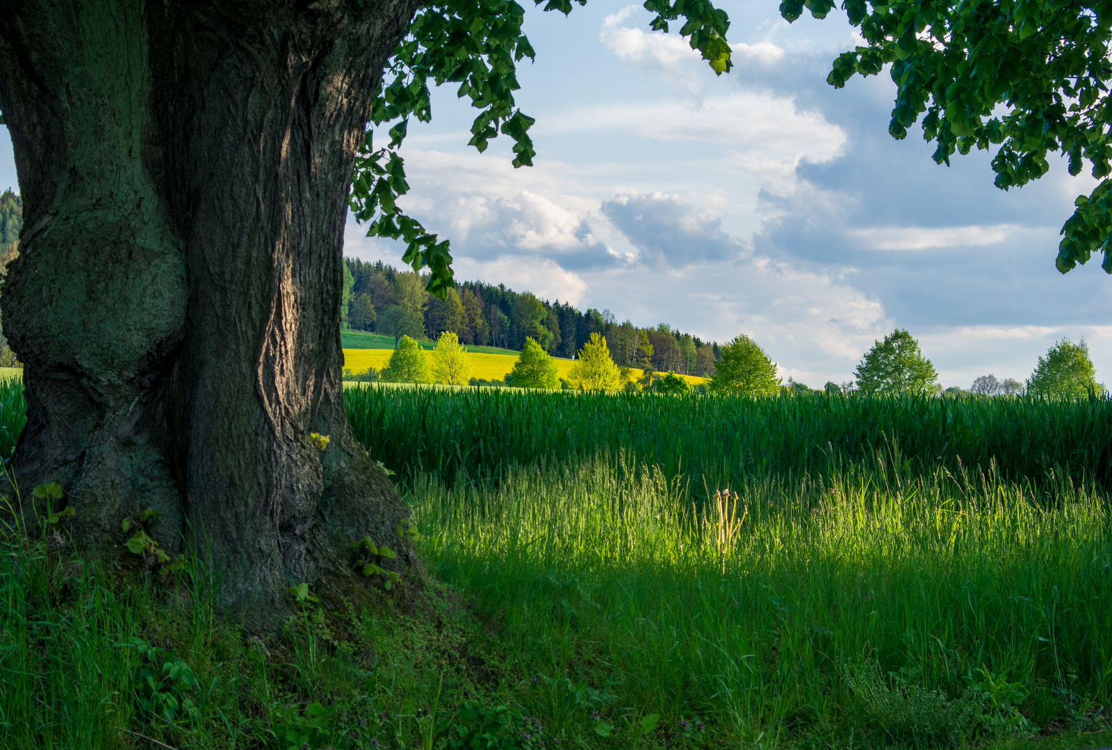 Oberlausitz im Frühling