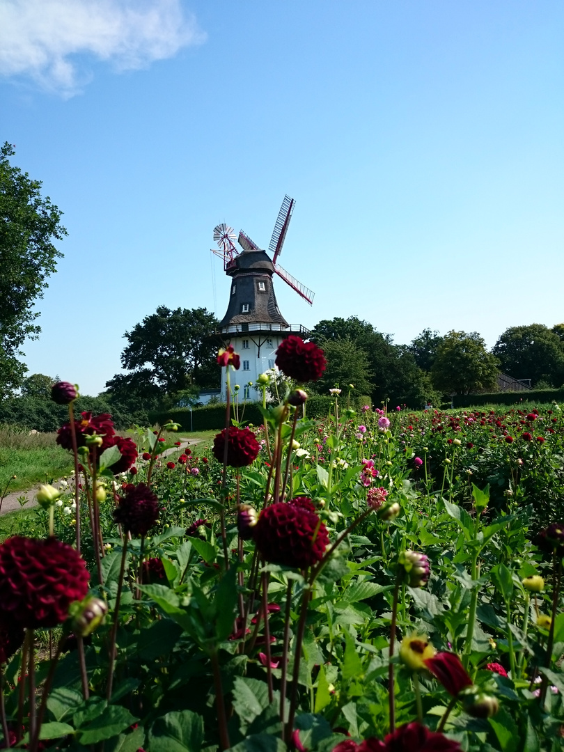 Oberneulander Mühle Bremen