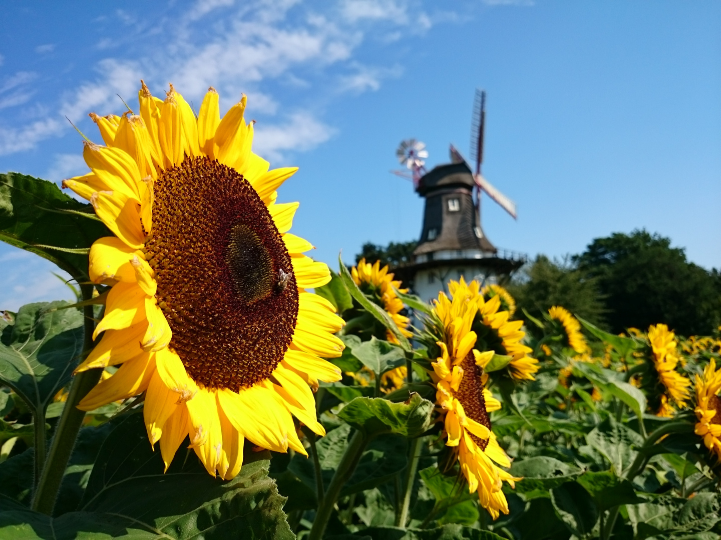 Oberneulander Mühle mit Sonnenblume.