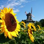 Oberneulander Mühle mit Sonnenblume.