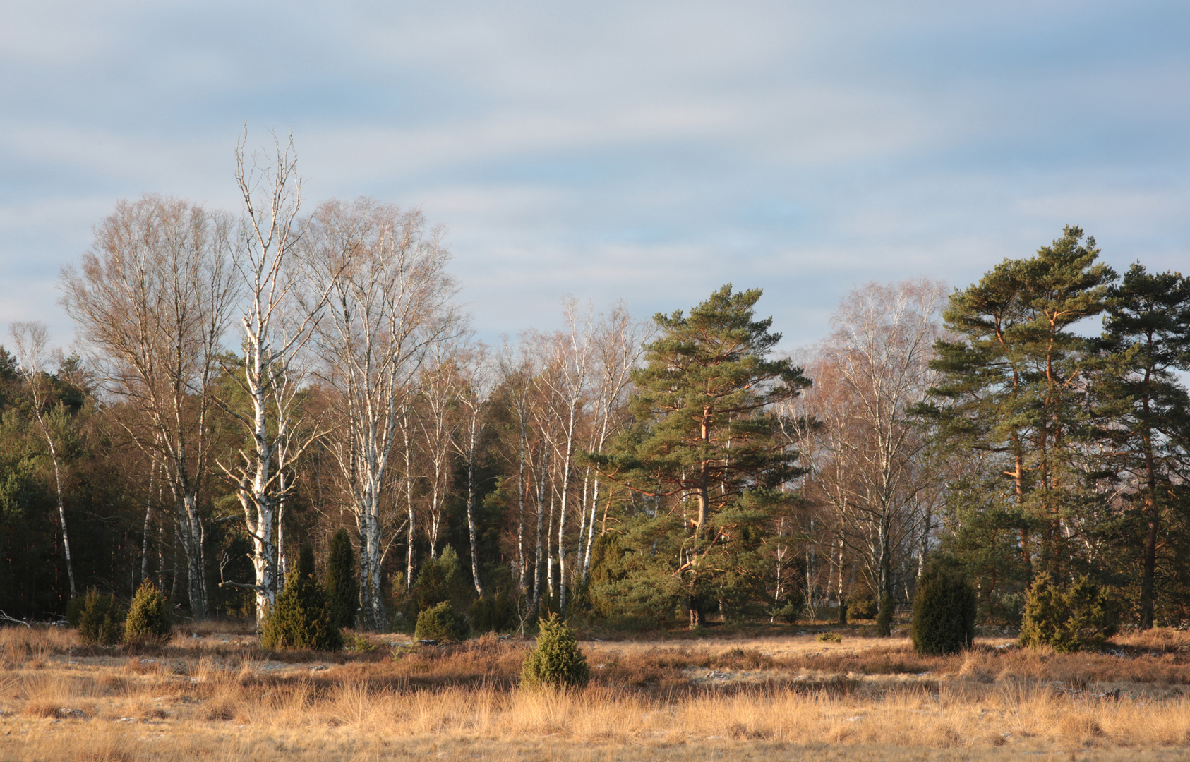 Oberoher Heide