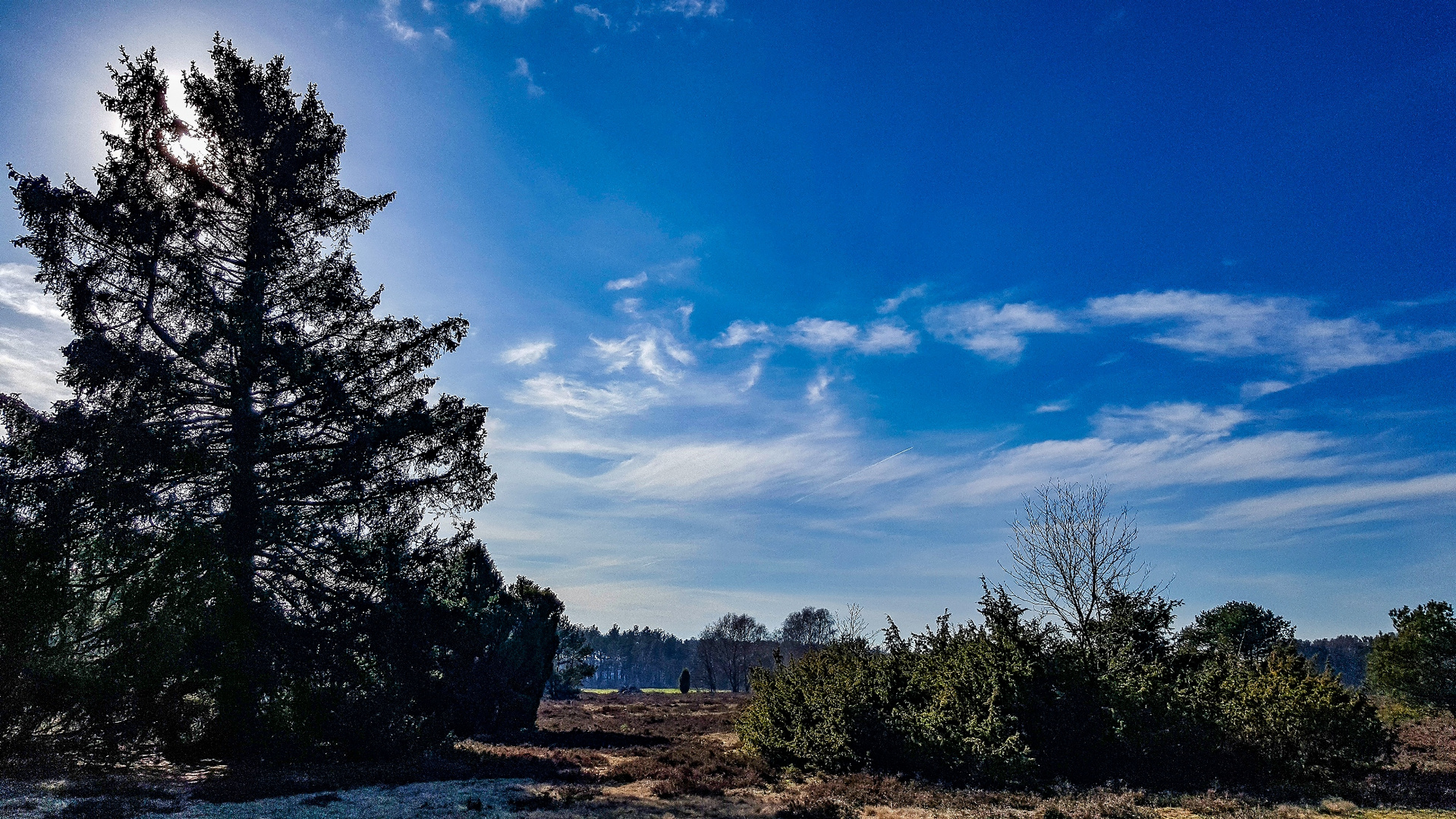 Oberoher Heide im Februar