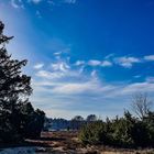 Oberoher Heide im Februar