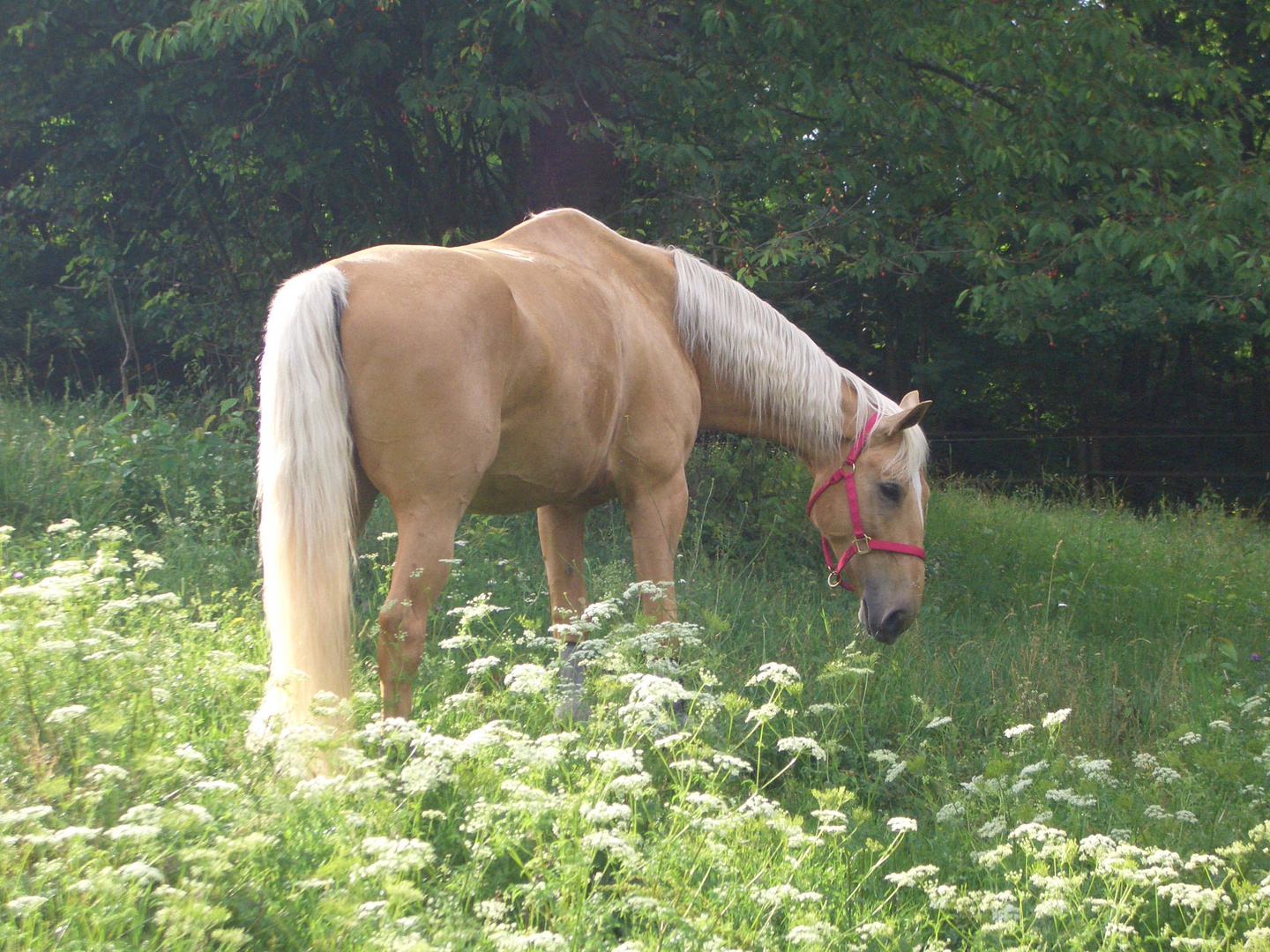 Oberon im Frühling 2011